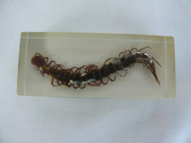 Large  Centipede Scolopendra subspinipes Education Insect Specimen   #2115