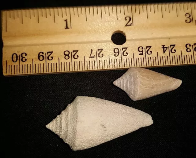 Florida fossilized / fossil Cone Conidae sea shell mollusk collectors myn43