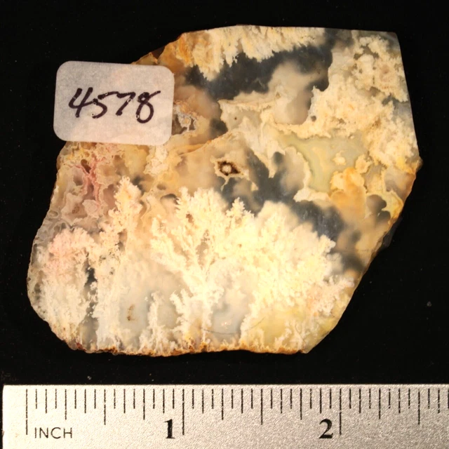 Old Graveyard Point Plume Agate Lapidary Slab #4578