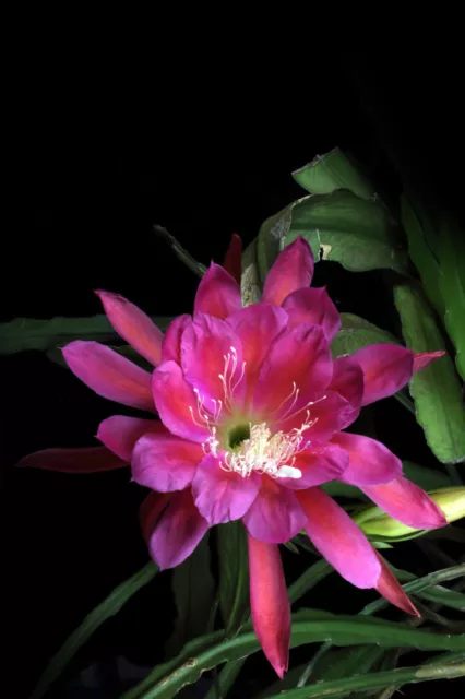 Híbrido Epiphyllum Epicactus, cactus de hoja unbew. "Esqueje '2011-25-1'"
