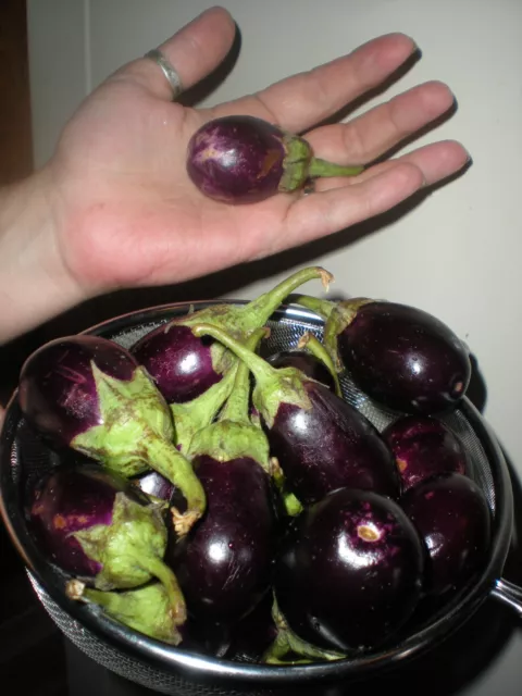 Ratna Eggplant- HEIRLOOM  20 Seeds MINI Eggplants! Comb. S/H! SEE OUR STORE