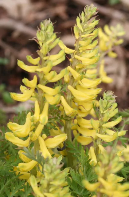 300 CORYDALIS CHEILANTHIFOLIA Seeds (Fern-Leaf Corydalis) | Free shipping