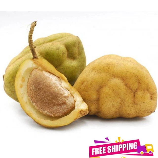 Cynometra Cauliflora Nam Nam Very Rare Tropical Fresh Sweet Fruit Seeds 5