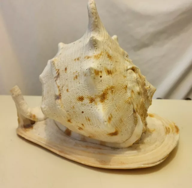 Vintage Very Large Giant Horned Helmet Conch Sea Shell Tiger Strips 24cm