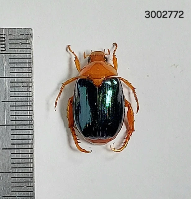 Beetles, Insects & Butterflies, Animals, Collectibles - PicClick CA