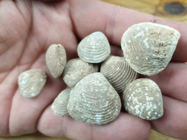 Cretaceous Clam Fossils replaced with a silex quartz mineral