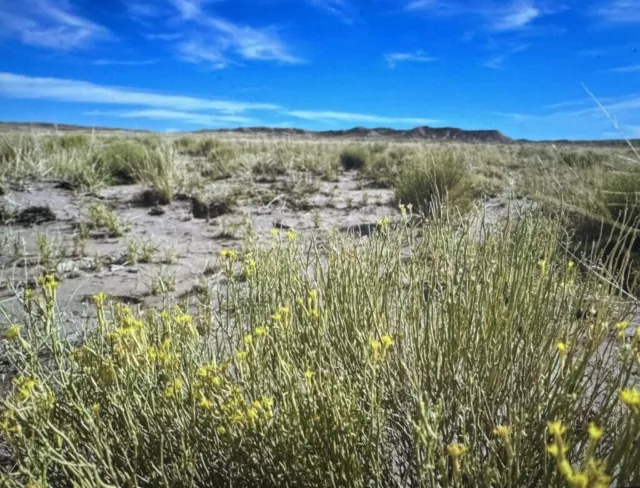 10.00 Acres In Beautiful Navajo Co, Arizona~Near Petrified Nat. Forest