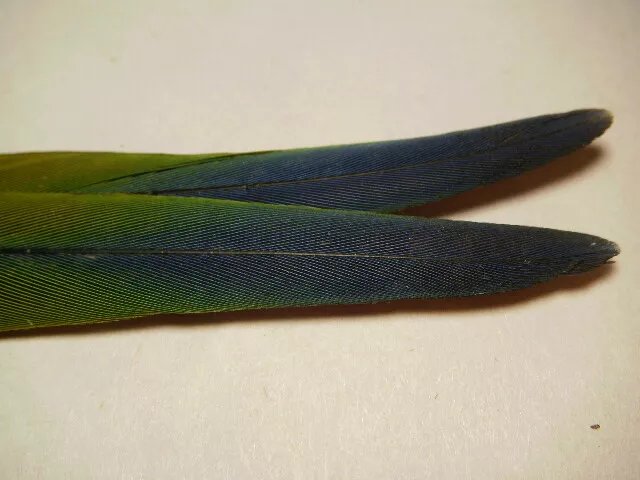 2 Sun Conure Tail Tip Parrot Feathers 6 1/2 '' Bird Naturally Molted Green Blue