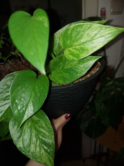 Epipremnum " Mint Marble " Efeutute Scindapsus Philodendron Pothos Plant