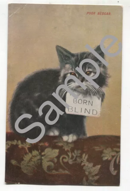 Unbenutzte farbige Postkarte des süßen Kätzchens - ""Armer Bettler. "Born Blind"""