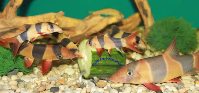 SCREWCUMBER TWIN PACK, FEEDER/WEIGHT FOR PLECS, LOACHES, MALAWI CICHLIDS,  etc 2