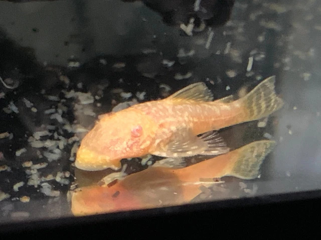5 Bristlenose Pleco Albino and Chocolate Ancistrus Cirrhosus 1.25" - 2.00" USA