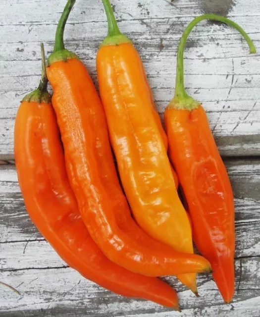 Peperoncino Aji Amarillo di Peru 5+ semi seeds samen Ch 147