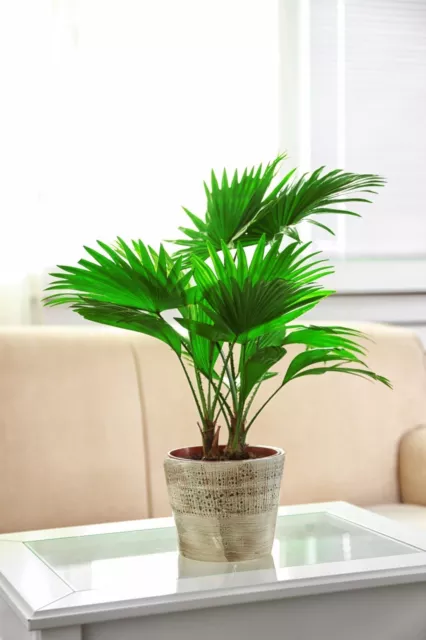 SAMEN  Schirmpalme mit robustem Stamm und grün glänzenden Palmblätter - Kübe