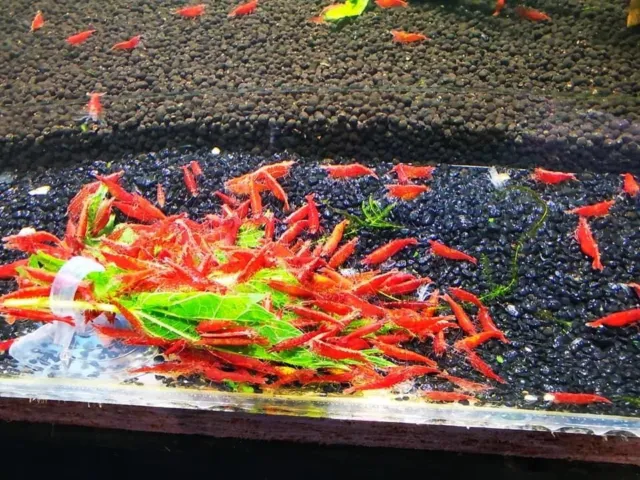 10+1 Fire Red Cherry - Freshwater Neocaridina Aquarium Shrimp. Live Guarantee