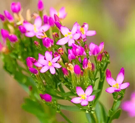 +20.000 Samen Echtes TAUSENDGÜLDENKRAUT Heilpflanze CENTAURIUM ERYTHRAEA