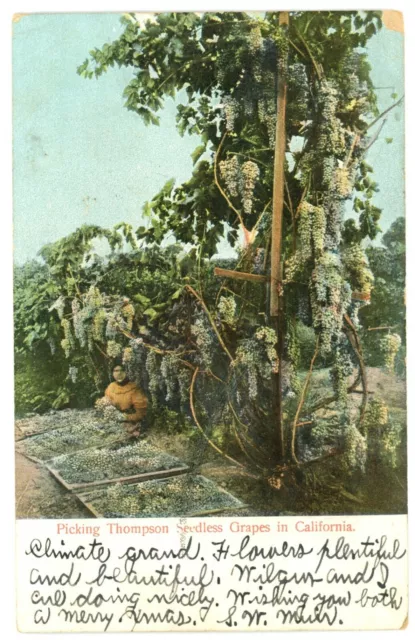 Picking Thompson Seedless Grapes in California Postcard 1906