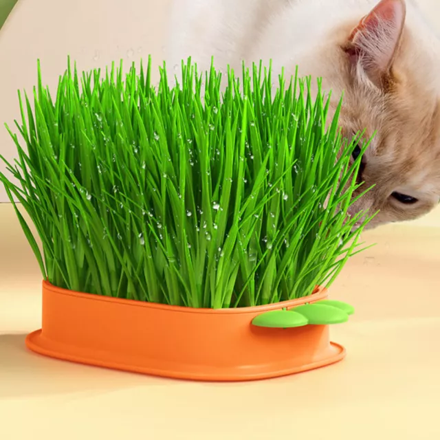 Cat Grass Growing Kit - Hydroponic Planter Tray for Indoor Plants-OW