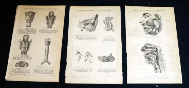 ANATOMIE des MENSCHEN Gehör Kehlkopf Mund- und Nasenhöhle HNO Lithographie 1894