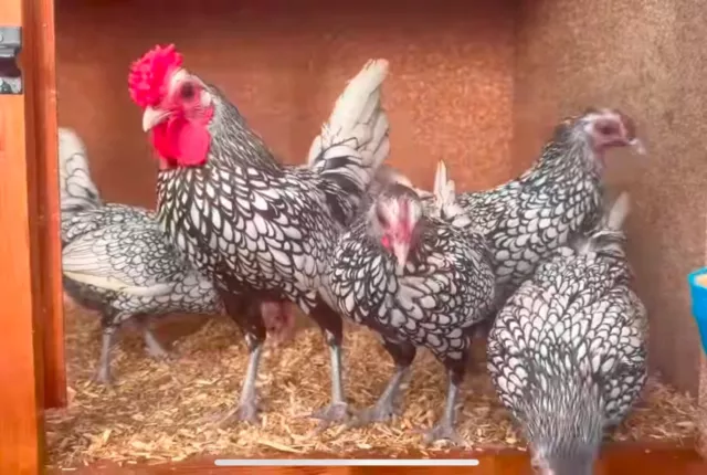 6 Quality Silver Sebright Hatching Eggs Bantam Chickens