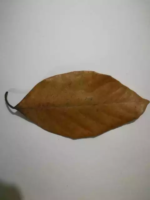 DRIED JACK FRUIT 100 PCs LEAVES Organic Bio Film From Ceylon Natural