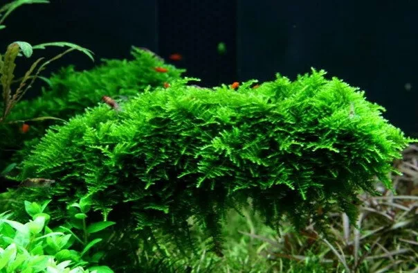Vesicularia montagnei / Christmas Moss in einer 125ml Moos Dose