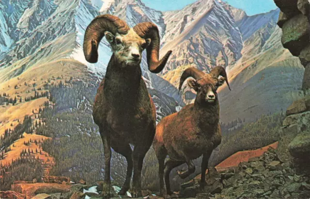Banff Alberta Canada, Canadian Rocky Mountain Big Horn Sheep, Vintage Postcard