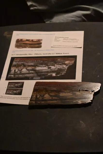 Super Banded Iron Stromatolite Tiger Iron W. Australia 6.7"  2.7 BILLION YEARS