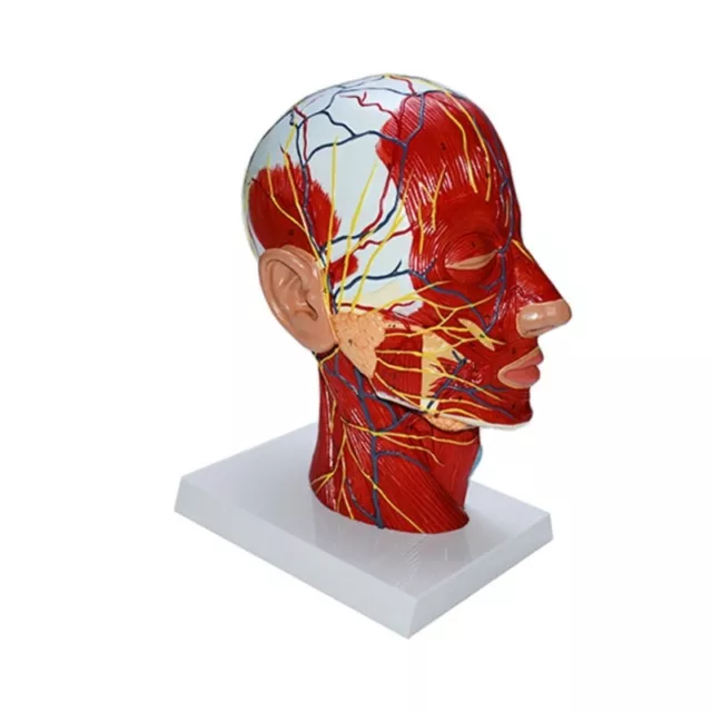 Human Half Head Model Teaching Aid Neurovascular Musculature Model