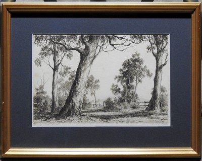 Ernest Abbott Original Etching Big Timber Primal Forest Tall Gums 1888-1973 