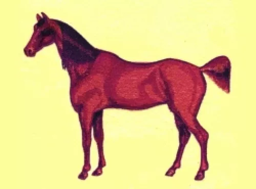 Embroidered Sweatshirt - Stallion Horse BT1544 Sizes S - XXL