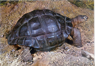 Cartolina Tartaruga Gigante Isole GalapagosMuseo Civico di Storia Naturale MI(6)