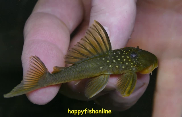 Juvenile L200 Green Phantom Pleco! Healthy & Absolutely Adorable Wc 5-6 Cm