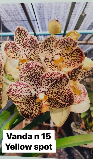 Vanda Starter Roots RARE GENUINE THAI Hybrid Vanda Orchid Bare Root Healthy Plant-