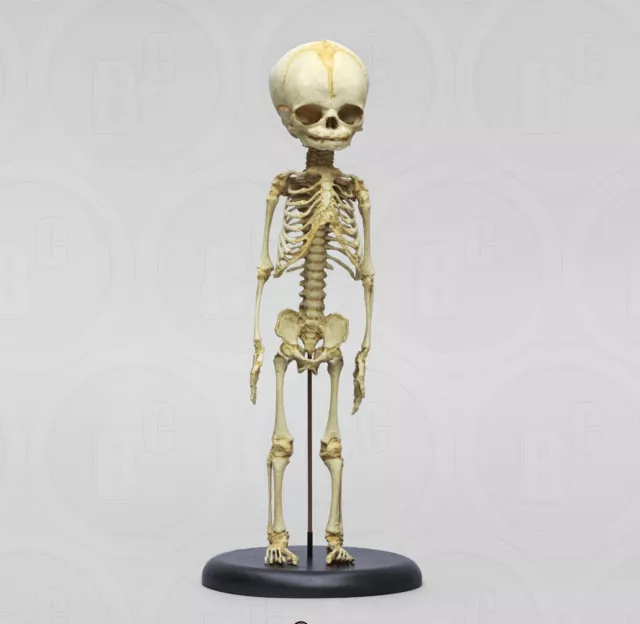 Fötus Skelett Modell