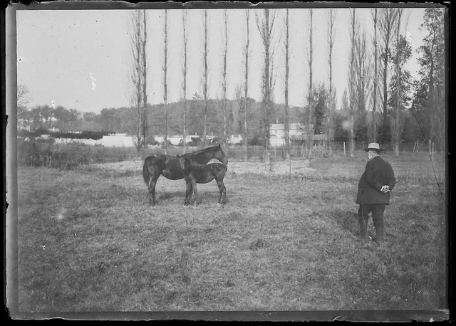 Plaque verre photo ancienne négatif noir et blanc 6x9 cm chevaux glass plate