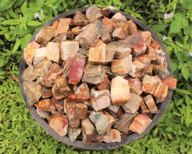 1/4 lb Petrified Wood Rough Natural Stones Bulk Wholesale Raw 4 oz