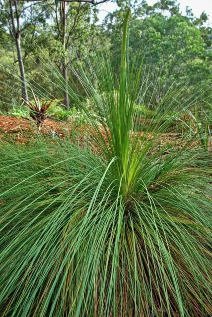 10 X Native Yakka Grass Tree Seeds-Bush Tucker-Hardy Landscape Garden Shrub