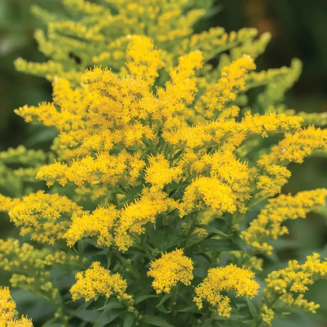 Solidago 'Golden Dwarf', yellow-flowering hardy perennial plants in 2 litre pots