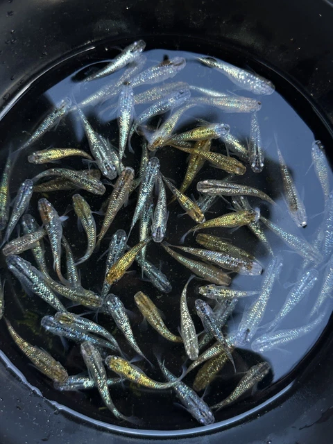 High Quality Lame Medaka Rice Fish Eggs aka. Medaka 15+