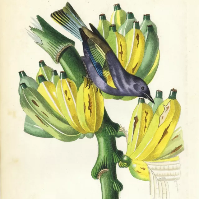1842 Descourtilz Hand-Colored Bird Engraving, Tanager: 'Tachyphône Archevêque'