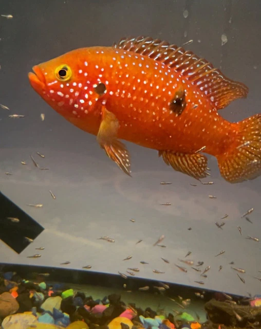 Live Jewel Cichlid Juvenile Freshwater Fish