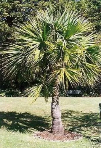 2 winterharte Sabal-Palmen schnellwüchsige exotische Pflanzen für den Garten