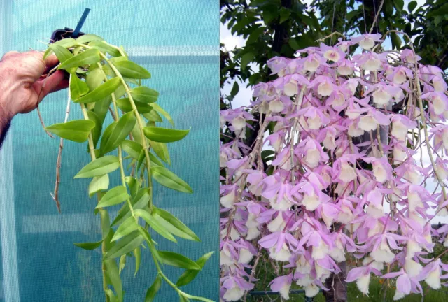 Dendrobium pierardii x loddigesii, orchidée, Orchid,