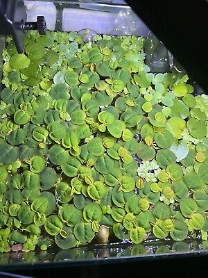 Red Root Floaters Live Aquarium Floating Plant 25pc  (50-55Leaves)