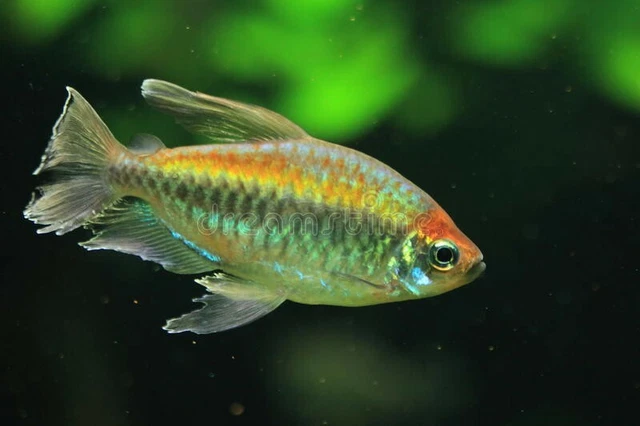 Congo Tetra - (Phenacogrammus interruptus) - Live Freshwater Fish 3