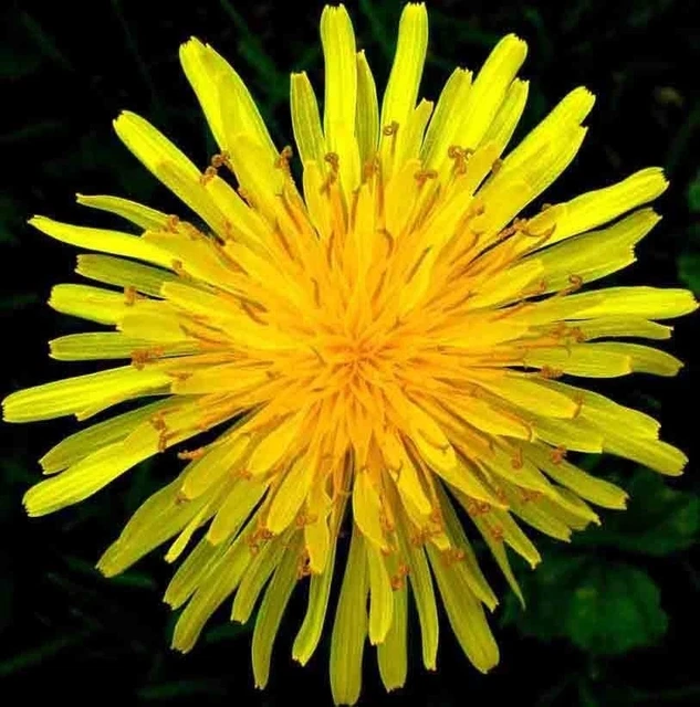 1000+ Dandelion Seeds Spring Microgreens Salads Herb Organic Perennial Non-Gmo