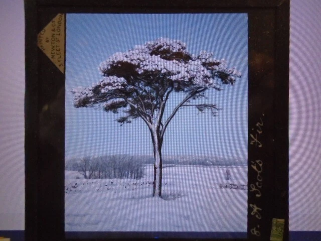 Glas Magic Lantern Slide A Scots Fir Newton & Co