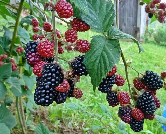 ZARZAMORA SIN ESPINAS - Rubus rusticanus - Mora 25+ Semillas Seeds Graines G 060