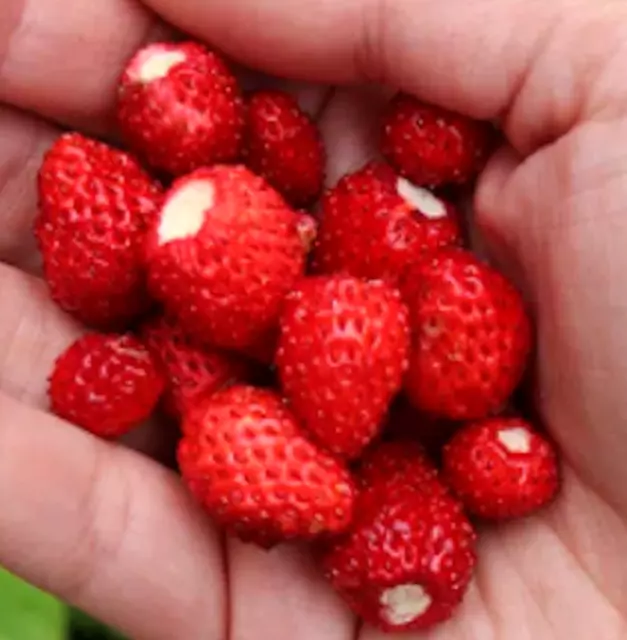 SALE 5 organic wild strawberry plants Fragaria vesca Alpine Strawberry bare root